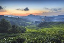Tea plantations at sunrise, Cameron Highland, Malaysia — Stock Photo