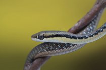 Close-up de uma cobra no ramo, fundo borrado — Fotografia de Stock