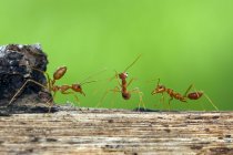 Primer plano de tres hormigas en el registro sobre fondo verde - foto de stock