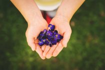Close-up of Girl holding handful of violet flowers — Stock Photo