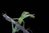 Lizard eating grasshopper on branch on black background — Stock Photo