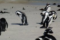Grupo de hermosos pingüinos de Jackass en la vida salvaje - foto de stock