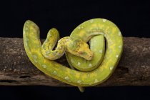 Constrictor snake on tree branch on black background — Stock Photo