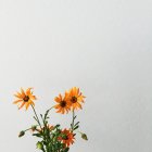 Свежие оранжевые цветы на белом фоне — стоковое фото
