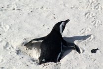 Penguin having fun in sand, closeup — Stock Photo