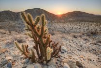 Крупный план кактуса на восходе солнца, парк пустыни Анза-Боррего, Калифорния, Америка, США — стоковое фото