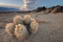 Primo piano di Cactus e Lenticular Cloud, Alabama Hills National Recreation Area, California, America, Stati Uniti — Foto stock
