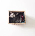 Visão aérea do gato americano gatinho shorthair deitado em uma cesta — Fotografia de Stock