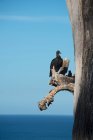 Avvoltoio nero su ramo di albero morto, immagine verticale — Foto stock