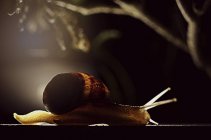 Vue rapprochée d'un escargot la nuit — Photo de stock