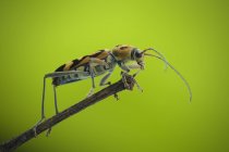 Closeup of soldier bug on branch against green background — Stock Photo