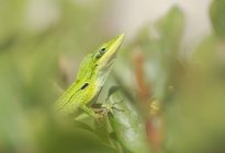Primer plano de Florida lagarto anole verde en la hierba - foto de stock