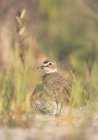 Wilsons Plover птах стоячи в траві — стокове фото