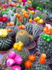 Vista de cerca de las plantas de cactus en flores - foto de stock
