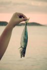 Cropped image of hand holding a fish on the beach — Stock Photo