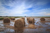 Scenic view of hay bales in field, Selangor, Malaysia — Stock Photo