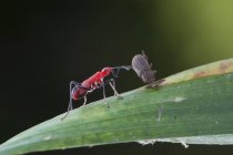 Embrasser bug avec proie sur fond flou — Photo de stock