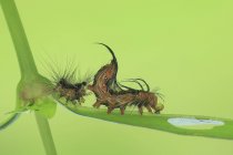 Caterpillar excrétion de la peau sur fond vert — Photo de stock