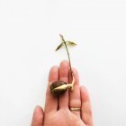 Human holding sprouting seedling on white background — Stock Photo