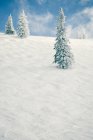 Schneebedeckte Landschaft und Evergreens, Dampfbootquellen, colorado, America, USA — Stockfoto
