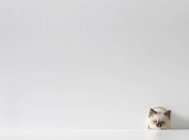 Ragdoll gatinho gato espreitando através de um buraco do mouse — Fotografia de Stock