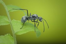 Closeup of an ant on a leaf against green background — Stock Photo