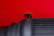 Nahaufnahme von Marienkäfern auf Kameralinse auf rotem Hintergrund — Stockfoto