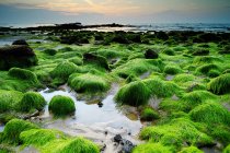 Beautiful view of moss covered rocks on beach, Sabah, malaysia — Stock Photo