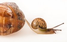 Close-up of small snail crawling next to big shell on white background — Stock Photo