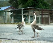 Three white chinese geese or anser cygnoides in a park, Malaysia — Stock Photo