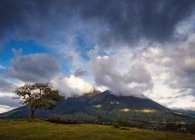 Сакральное дерево Эль-Лечеро и вулкан Имбабура, Отавало, Имбабура, Эквадор — стоковое фото