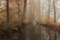 Живописный вид на реку, выложенную деревьями, через осенний лес, Голландия — стоковое фото