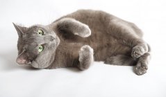 Симпатичная синяя русская кошка, лежащая на белом полу — стоковое фото