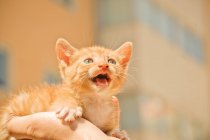 Imagen recortada de la mano sosteniendo meowing jengibre gatito, fondo borroso - foto de stock