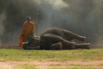 Monje con ternera de elefante, Surin, Tailandia - foto de stock