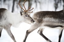 Два оленя, идущих по снегу, Лапландия, Финляндия — стоковое фото