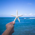 Primer plano de la mano humana sosteniendo estrellas de mar con el mar en el fondo - foto de stock