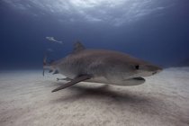 Tubarão tigre nadando acima do fundo do oceano — Fotografia de Stock