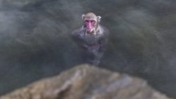 Mono de nieve japonés bañándose en aguas termales, Nagano, Chubu, Honshu, Japón - foto de stock