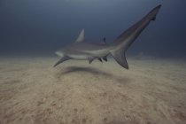 Bull Shark nageant au-dessus du plancher océanique — Photo de stock