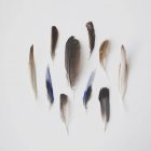 Vista dall'alto della collezione di penne di uccello su sfondo bianco — Foto stock