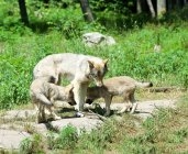 Женщина-волчица с двумя щенками в природе — стоковое фото