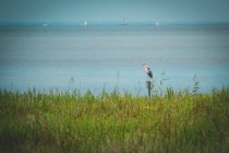 Great blue heron standing by sea, copy space — Stock Photo