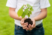 Cropped image of Boy holding a tree sapling in the palm of hands — Stock Photo