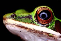 Close-up portrait of White-lipped tree Frog, black background — Stock Photo