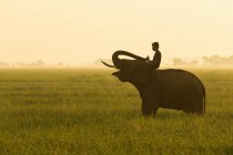 Человек сидит на слоне в поле, провинция Сурин, Таиланд — стоковое фото