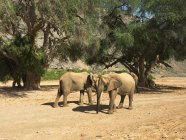 Группа красивых слонов на дикой природе — стоковое фото