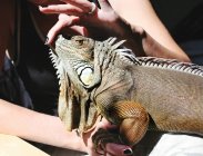 Close-up of female Hand touching pet iguana — Stock Photo