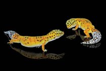 Dos lagartos amarillos peleando sobre fondo negro - foto de stock