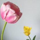 Рожеві і жовті тюльпани на білому тлі — стокове фото